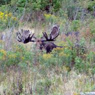 moose hunt dsc0141