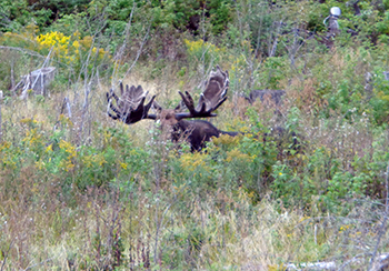 Maine Moose Hunting Allagash Wilderness Camps