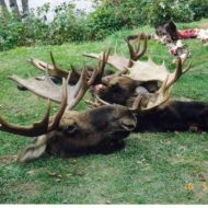 moose hunts 01 moose hunts 01