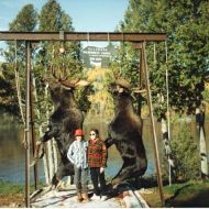 moose hunts 06 moose hunts 06