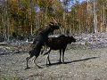 moose hunt dscf0859